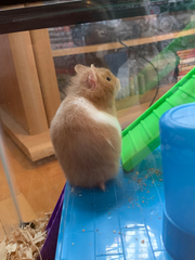 Mesocricetus auratus