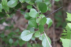 Crataegus reverchonii