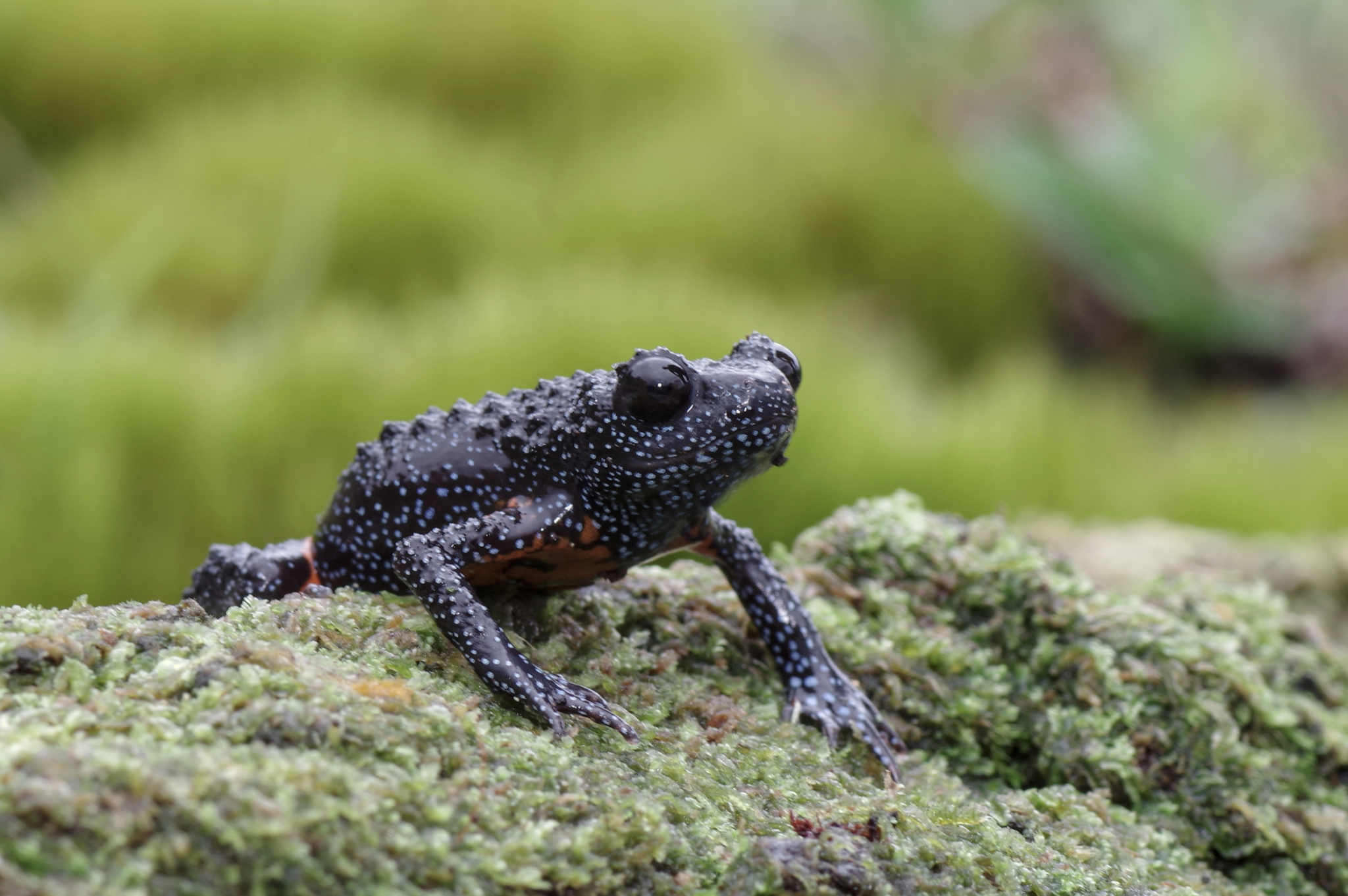 Orange Black Indian Microhylid Anura