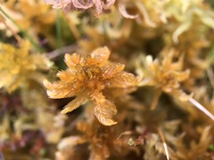 Sphagnum contortum