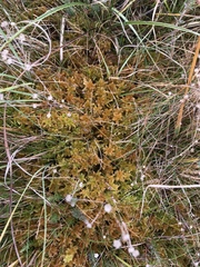 Sphagnum contortum