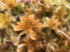 Sphagnum contortum