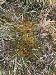 Sphagnum contortum