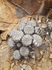 Copiapoa cinerascens