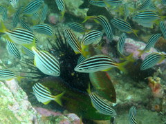 Atypichthys strigatus