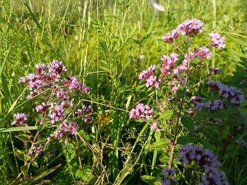 Oregano