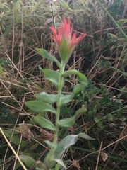 Castilleja miniata oblongifolia