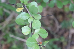 Crataegus reverchonii