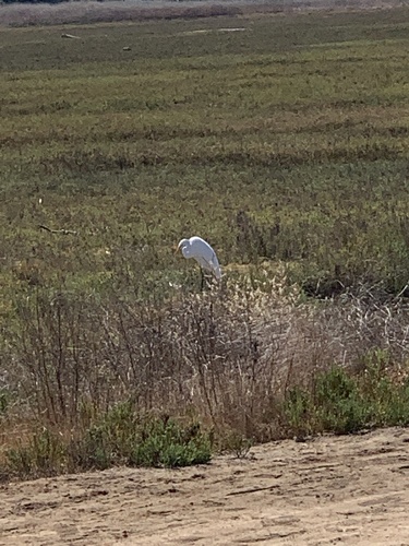 iNaturalist observation photo of Great Egret