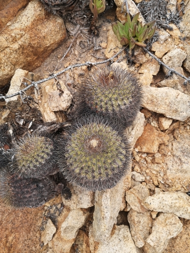 Copiapoa serpentisulcata