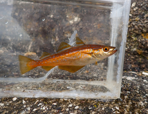 Pollack (Pollachius pollachius) — Gadidae — 3
