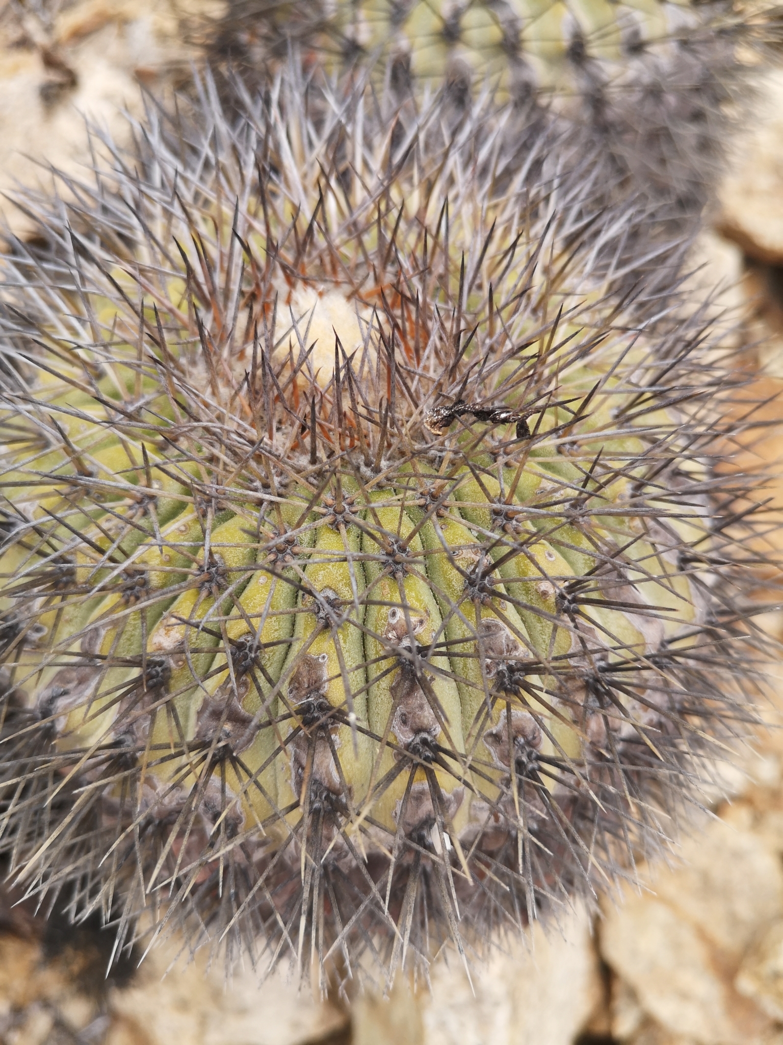 Copiapoa serpentisulcata