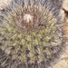 Copiapoa serpentisulcata - Photo (c) Aira Francisca Faúndez Fallau, some rights reserved (CC BY), uploaded by Aira Francisca Faúndez Fallau