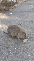 Potorous tridactylus