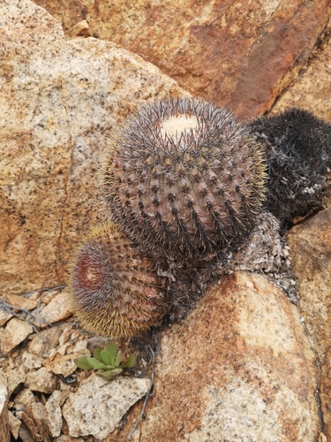 Copiapoa serpentisulcata