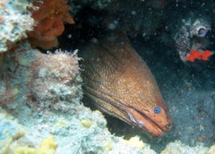 Gymnothorax prasinus
