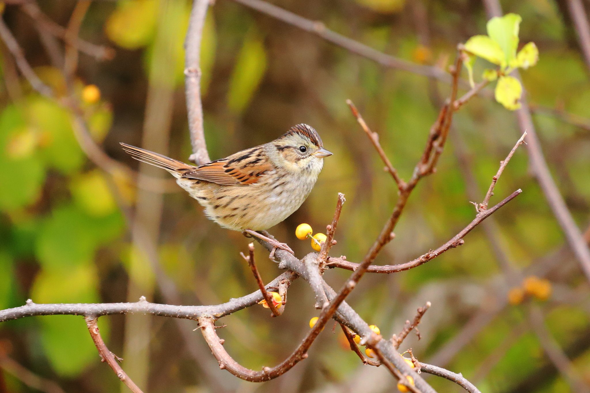 Swamp Sparrow (Melospiza georgiana)