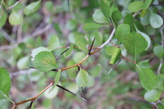 Crataegus reverchonii