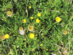 Cotula discolor