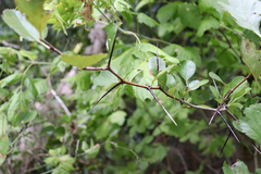 Crataegus reverchonii