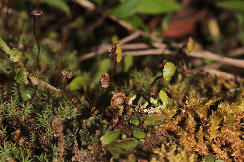 Marchantia chenopoda observed 2025-05-04