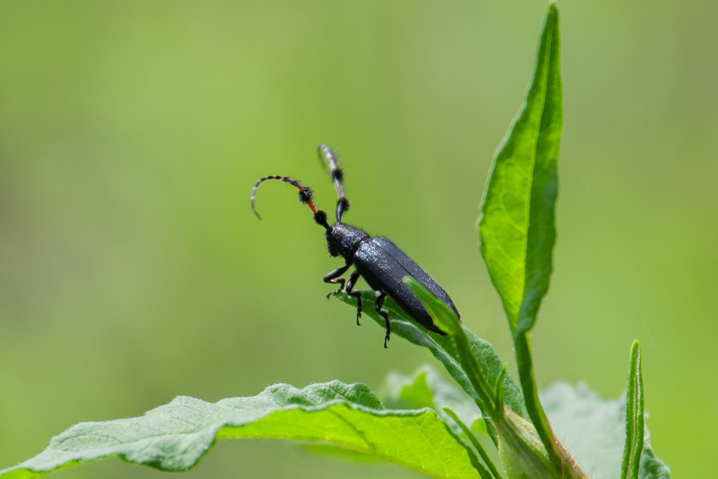 Agapanthia pilicornis