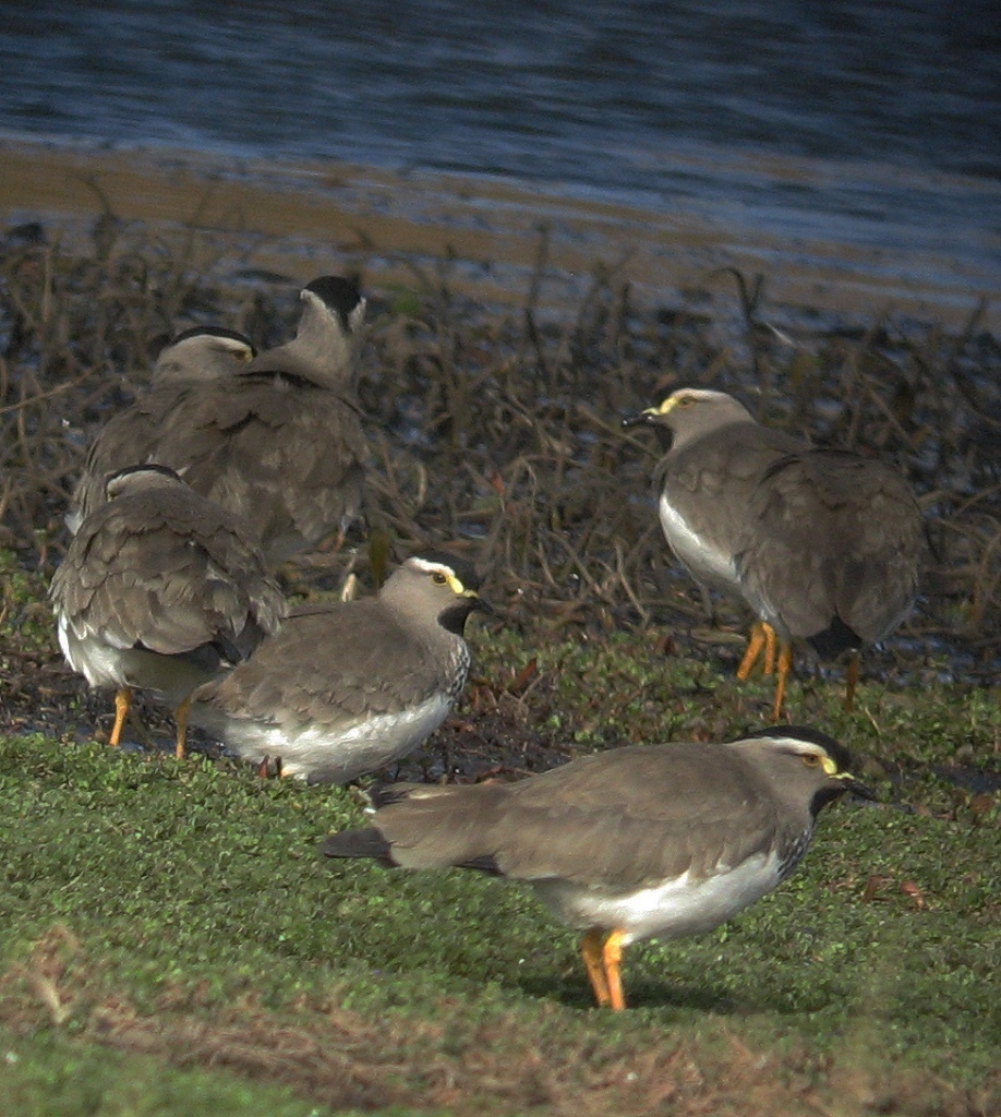 Spot-breasted Lapwing (Vanellus melanocephalus), photo 6