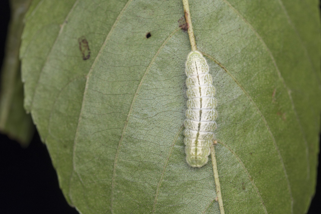 Neozephyrus taiwanus