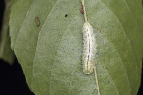 Neozephyrus taiwanus