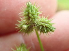 Sanicula trifoliata