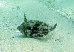 Scobinichthys granulatus