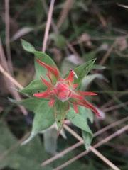 Castilleja miniata oblongifolia