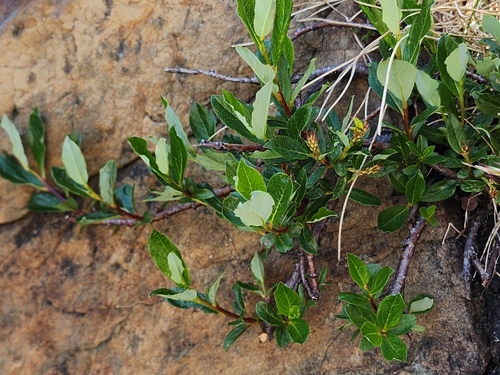 Green-scaled Willow (Salix chlorolepis)