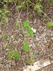 Lantana velutina