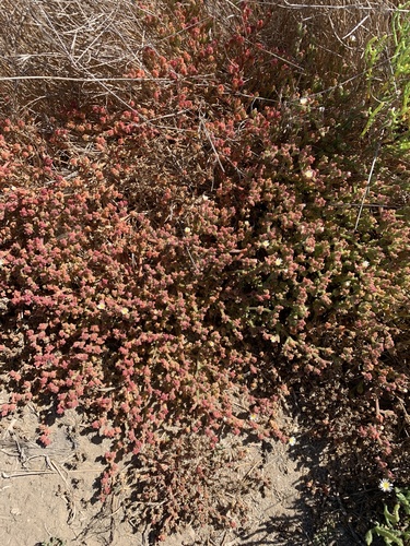 iNaturalist observation photo of Slender Iceplant