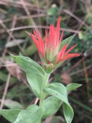 Castilleja miniata oblongifolia