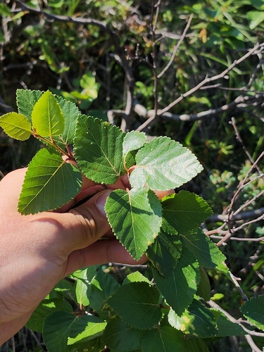 Betula × minor, photograph 4