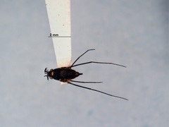 Rheumatobates rileyi