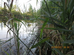 Rheumatobates rileyi