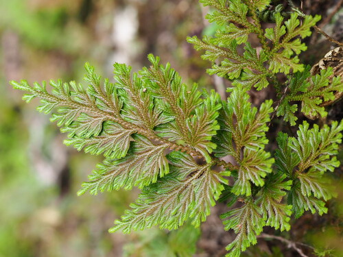 Medicinal spikemoss (Selaginella involvens)