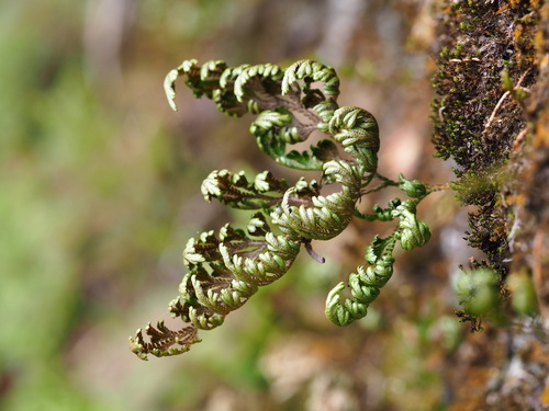 Selaginella involvens, photograph 6