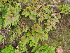 Selaginella involvens, photograph author not stated, no rights reserved