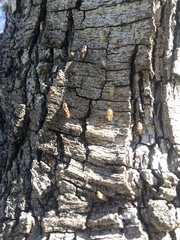 Phryganidia californica