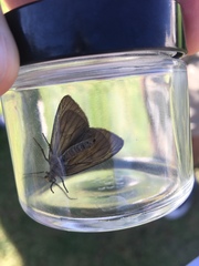 Phryganidia californica