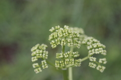 Valeriana edulis procera