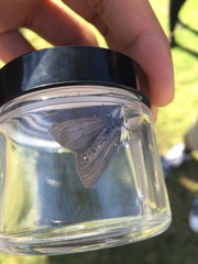 Phryganidia californica