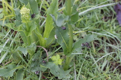 Valeriana edulis procera