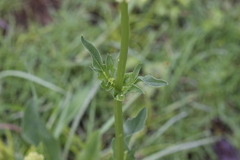 Valeriana edulis procera