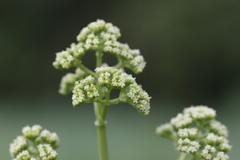 Valeriana edulis procera