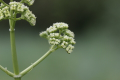 Valeriana edulis procera